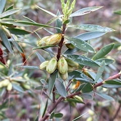 Styphelia triflora (Five-corners) at Cowra, NSW - 17 Jul 2024 by Tapirlord