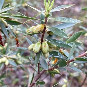 Styphelia triflora at Cowra, NSW - 17 Jul 2024