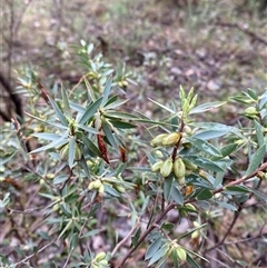 Styphelia triflora at Cowra, NSW - 17 Jul 2024