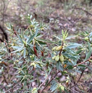 Styphelia triflora at Cowra, NSW - 17 Jul 2024