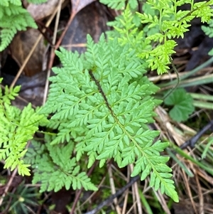 Cheilanthes austrotenuifolia (Rock Fern) at Cowra, NSW by Tapirlord