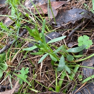 Stackhousia monogyna at Cowra, NSW - 17 Jul 2024