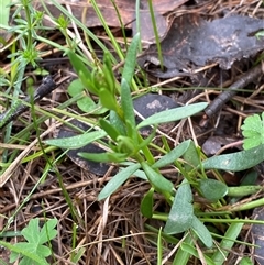 Stackhousia monogyna at Cowra, NSW - 17 Jul 2024