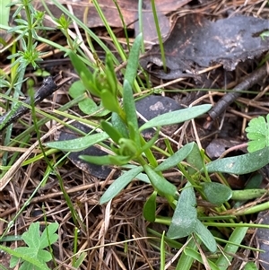 Stackhousia monogyna at Cowra, NSW - 17 Jul 2024 10:01 AM