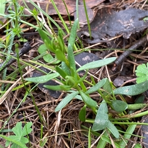 Stackhousia monogyna at Cowra, NSW - 17 Jul 2024