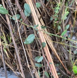 Bossiaea prostrata at Cowra, NSW - 17 Jul 2024 10:00 AM