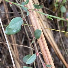 Bossiaea prostrata at Cowra, NSW - 17 Jul 2024 10:00 AM