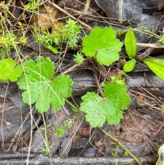 Hydrocotyle laxiflora (Stinking Pennywort) at Cowra, NSW - 17 Jul 2024 by Tapirlord