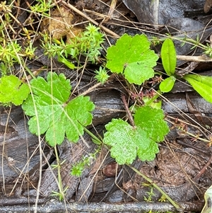 Hydrocotyle laxiflora at Cowra, NSW - 17 Jul 2024