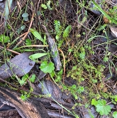 Hydrocotyle laxiflora at Cowra, NSW - 17 Jul 2024