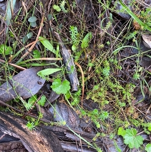 Hydrocotyle laxiflora at Cowra, NSW - 17 Jul 2024 10:00 AM