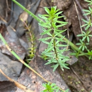 Asperula conferta at Cowra, NSW - 17 Jul 2024