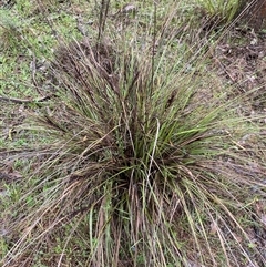 Gahnia aspera (Red-berried Saw-sedge) at Cowra, NSW - 17 Jul 2024 by Tapirlord