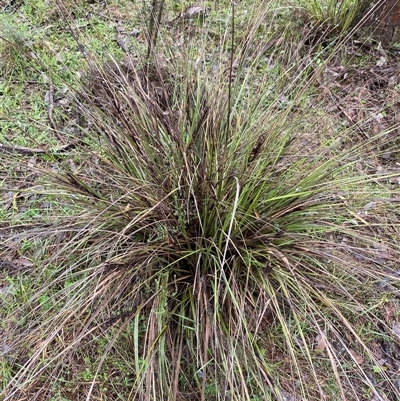 Gahnia aspera (Red-berried Saw-sedge) at Cowra, NSW - 17 Jul 2024 by Tapirlord