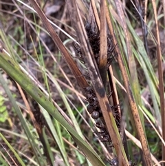 Gahnia aspera at Cowra, NSW - 17 Jul 2024 10:00 AM