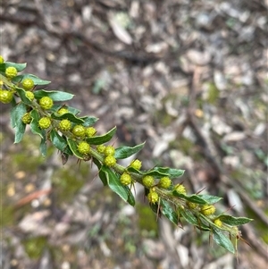 Acacia paradoxa at Cowra, NSW - 17 Jul 2024