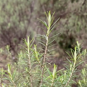 Cassinia laevis subsp. rosmarinifolia (Curry Bush) at Cowra, NSW by Tapirlord