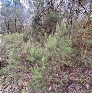 Cassinia laevis subsp. rosmarinifolia at Cowra, NSW - 17 Jul 2024