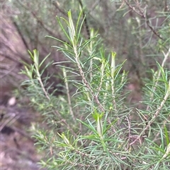 Cassinia laevis subsp. rosmarinifolia at Cowra, NSW - 17 Jul 2024 09:58 AM