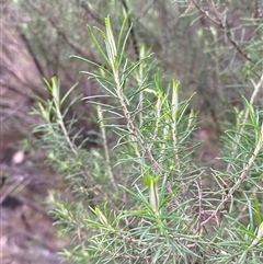 Cassinia laevis subsp. rosmarinifolia at Cowra, NSW - 17 Jul 2024 09:58 AM