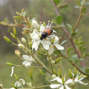 Phyllotocus navicularis at Conder, ACT - 7 Jan 2024