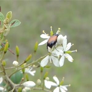 Phyllotocus navicularis at Conder, ACT - 7 Jan 2024