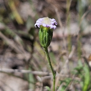 Vittadinia muelleri at Whitlam, ACT - 12 Oct 2024