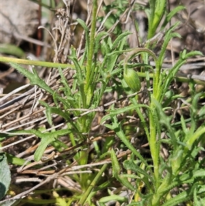 Vittadinia muelleri at Whitlam, ACT - 12 Oct 2024