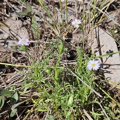 Vittadinia muelleri at Whitlam, ACT - 12 Oct 2024