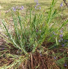 Stypandra glauca (Nodding Blue Lily) at Lake George, NSW - 13 Oct 2024 by AlexJ