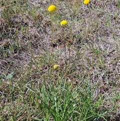 Craspedia variabilis (Common Billy Buttons) at Whitlam, ACT - 12 Oct 2024 by sangio7