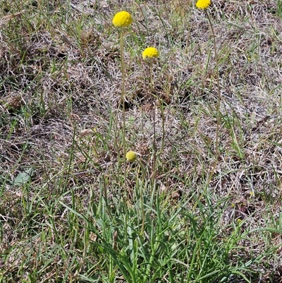 Craspedia variabilis (Common Billy Buttons) at Whitlam, ACT - 12 Oct 2024 by sangio7