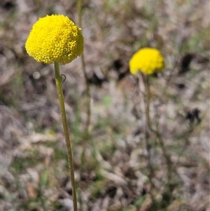 Craspedia variabilis at Whitlam, ACT - suppressed