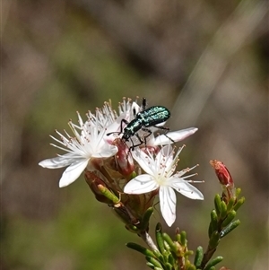 Eleale aspera at Bumbaldry, NSW - 3 Oct 2024