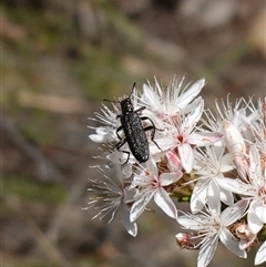 Eleale aspera at Bumbaldry, NSW - 3 Oct 2024