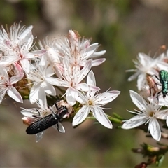 Eleale aspera at Bumbaldry, NSW - 3 Oct 2024