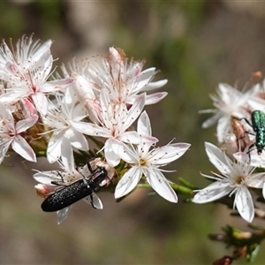 Eleale aspera at Bumbaldry, NSW - suppressed