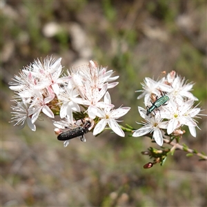 Eleale aspera at Bumbaldry, NSW - 3 Oct 2024