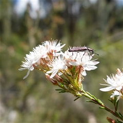 Eleale aspera at Bumbaldry, NSW - 3 Oct 2024