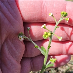 Hackelia suaveolens (Sweet Hounds Tongue) at Whitlam, ACT - 12 Oct 2024 by sangio7