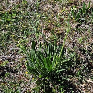 Hackelia suaveolens at Whitlam, ACT - 12 Oct 2024