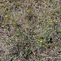 Leptorhynchos squamatus subsp. squamatus at Whitlam, ACT - 12 Oct 2024