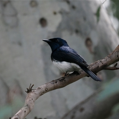 Myiagra cyanoleuca (Satin Flycatcher) at Macgregor, ACT - 7 Oct 2024 by Caric