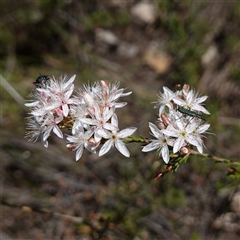 Calytrix tetragona (Common Fringe-myrtle) at Bumbaldry, NSW - 3 Oct 2024 by RobG1