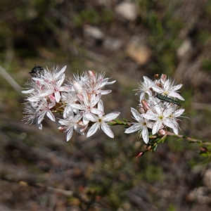 Calytrix tetragona at Bumbaldry, NSW - 3 Oct 2024