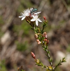 Calytrix tetragona at Bumbaldry, NSW - 3 Oct 2024