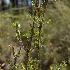 Calytrix tetragona at Bumbaldry, NSW - 3 Oct 2024