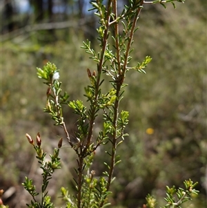 Calytrix tetragona at Bumbaldry, NSW - suppressed