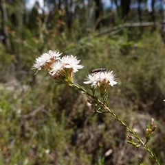 Calytrix tetragona at Bumbaldry, NSW - suppressed