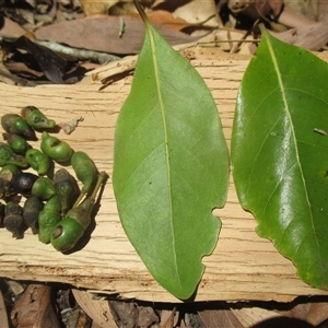 Litsea fawcettiana at Manunda, QLD - 9 Oct 2024